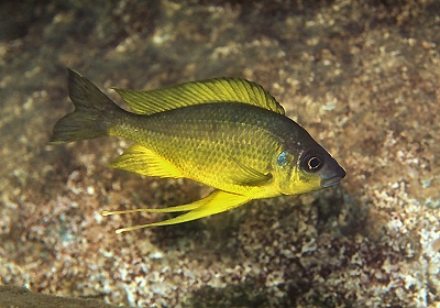 Ophthalmotilapia nasuta 'Namansi'